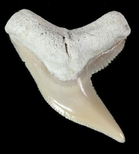 Fossil Tiger Shark Tooth - Lee Creek (Aurora), NC #47666